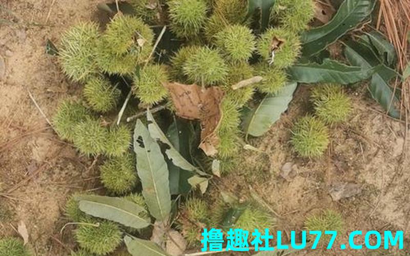梦见野栗子