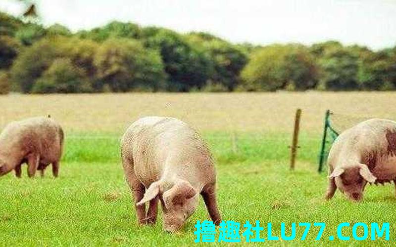 梦见家里杀猪什么意思
