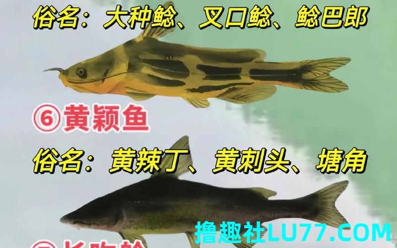 梦见鲶 梦见鲶