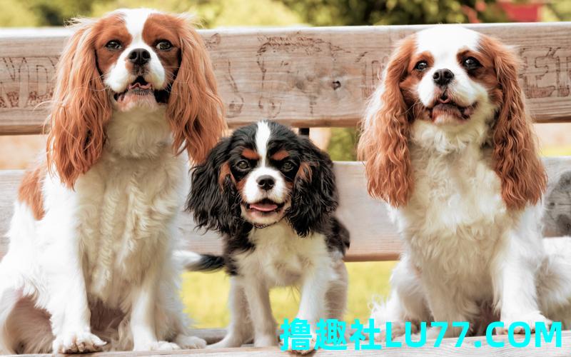梦见三只不同的狗