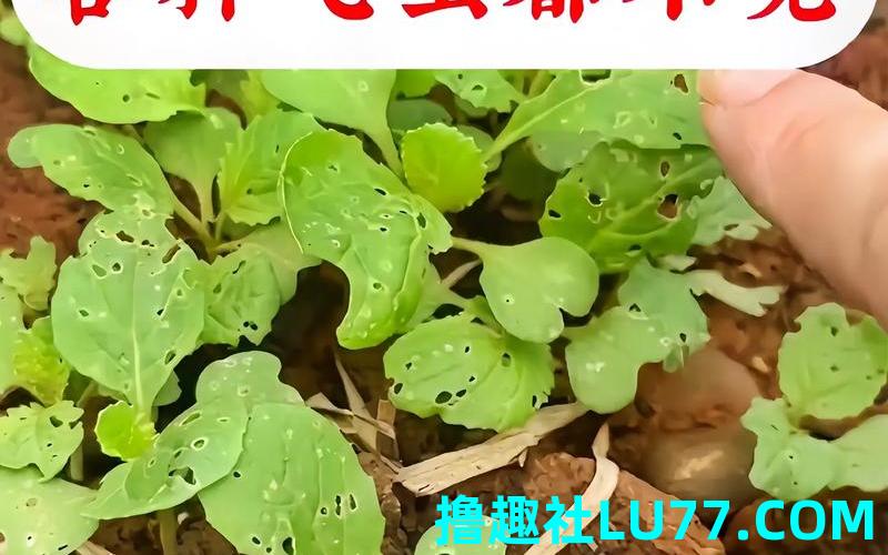 梦见吃菜虫