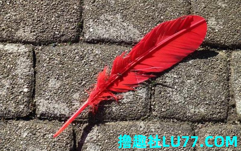 梦见红色羽毛 梦见红色羽毛