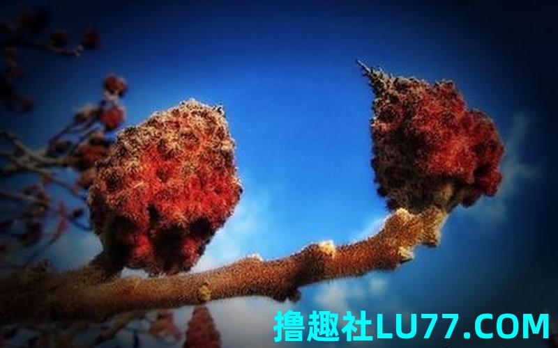 梦见辉 梦见辉