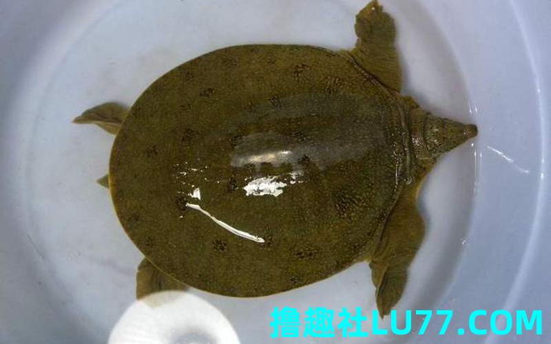老公梦见甲鱼