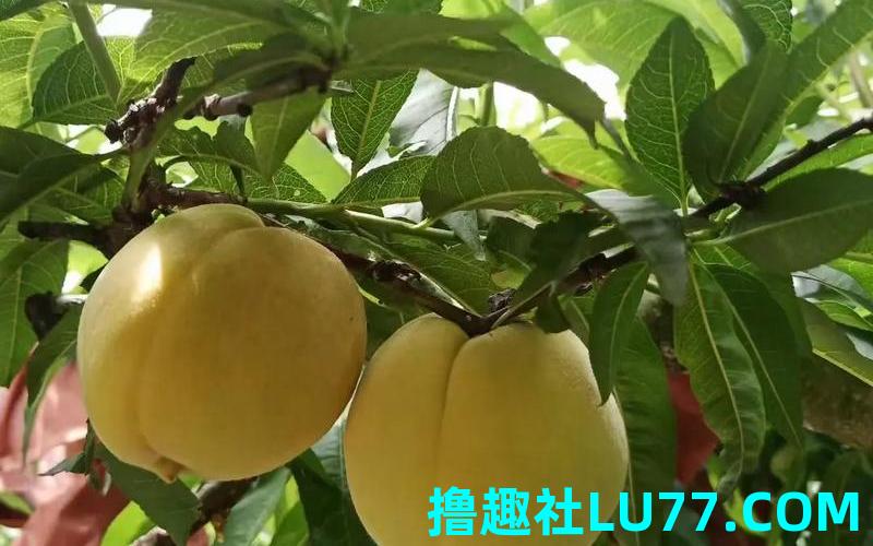 梦见鲜桃是什么意思