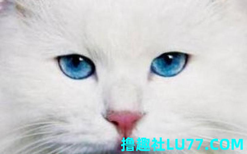 男的梦见白猫 男的梦见白猫