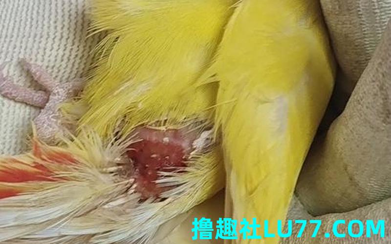 梦见鸟腐烂