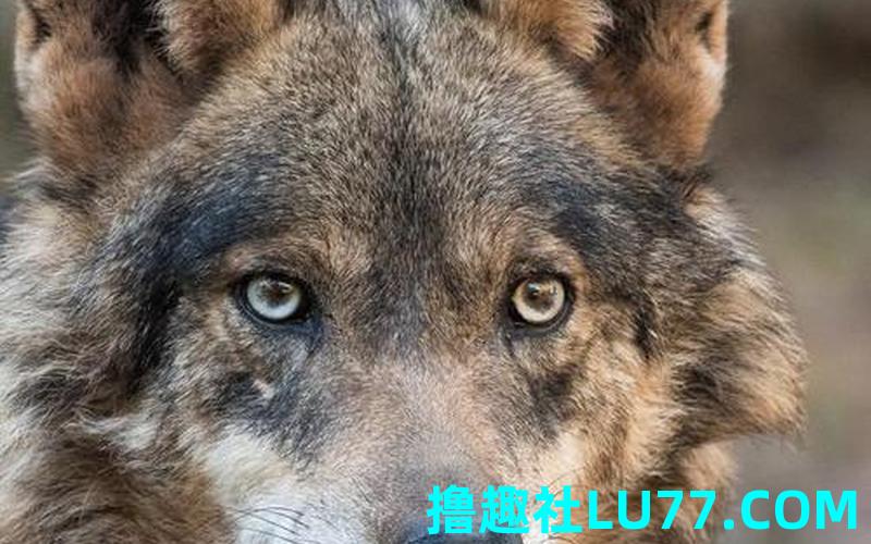 梦见狼 梦见狼