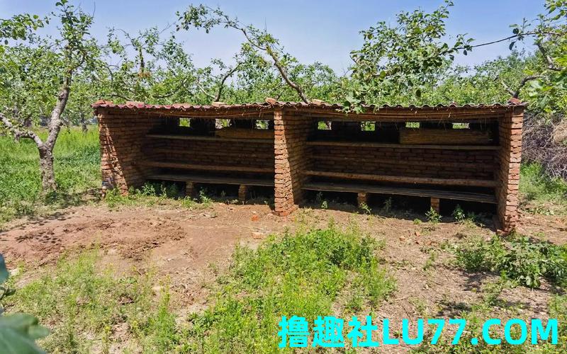 梦见鸡棚炸窝 梦见鸡棚炸窝