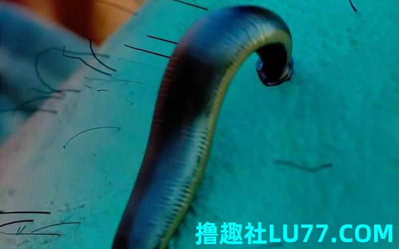 梦见水蛭钻进手里