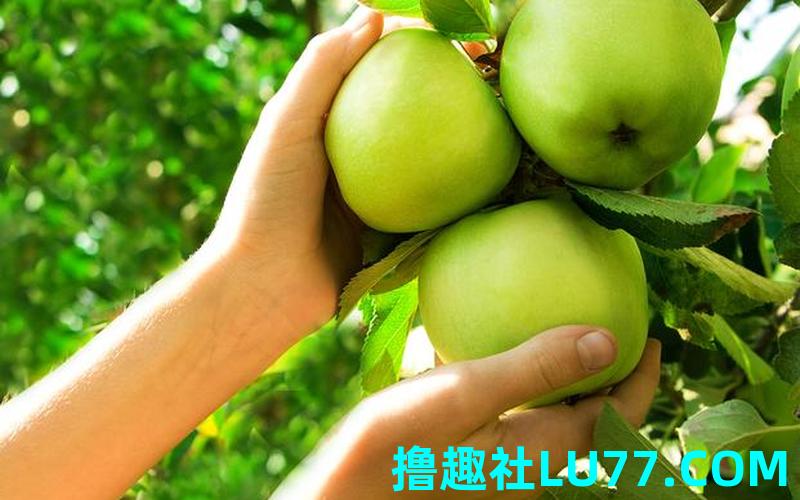梦见摘苹果吃苹果