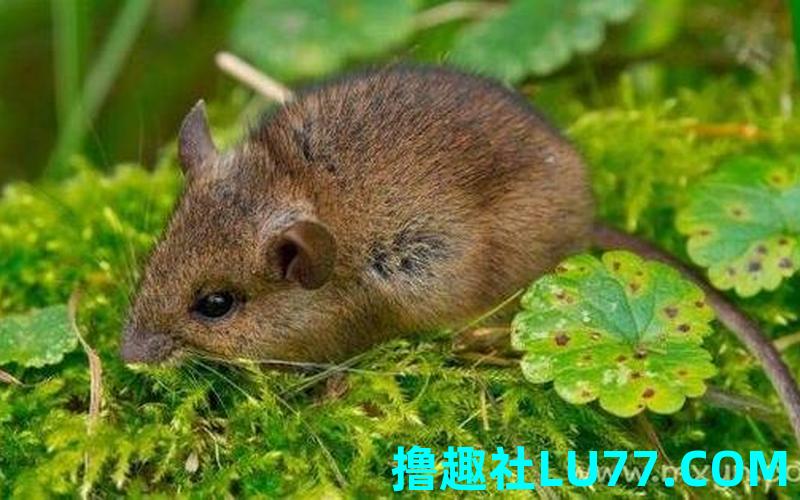 梦见长鼻鼠