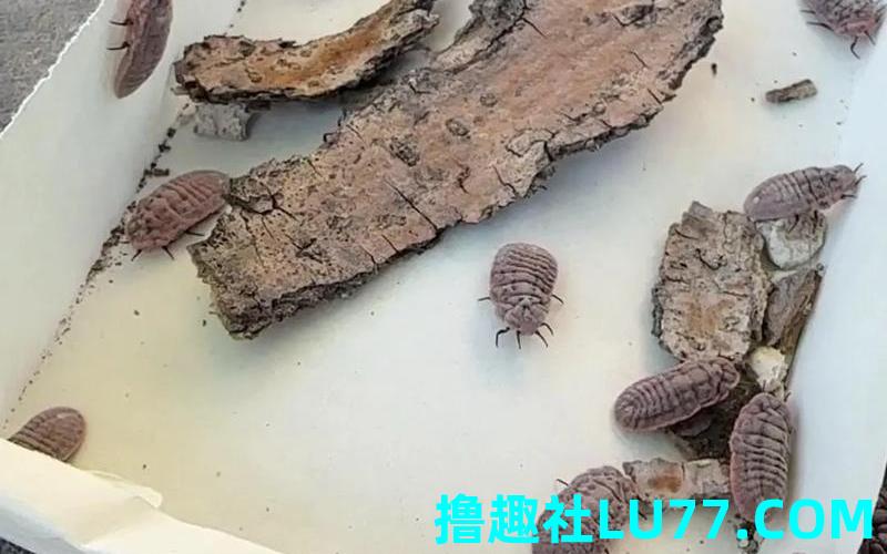 梦见鞋子夹虫