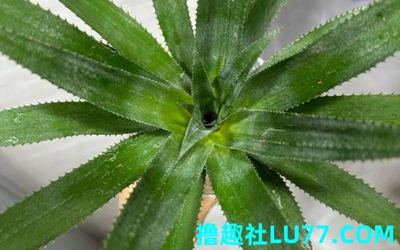 梦见培