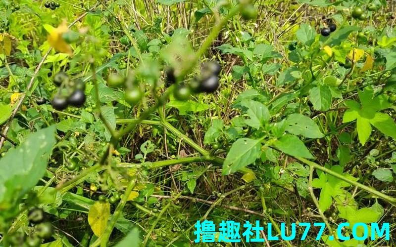 梦见龙葵草