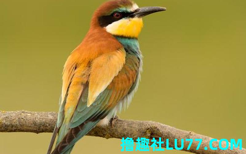 梦见长着彩色羽毛的鸟 梦见长着彩色羽毛的鸟