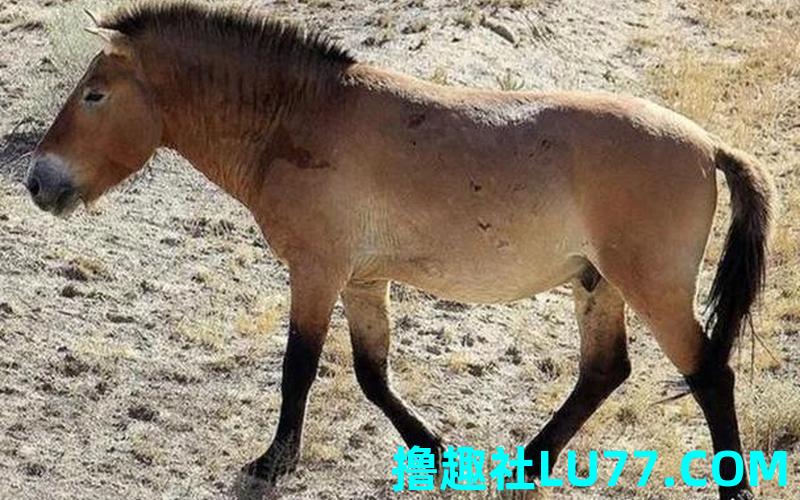 梦见马