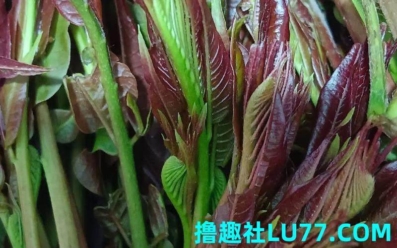 梦见蕨菜五岁是什么意思