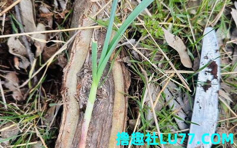 梦见野蒜