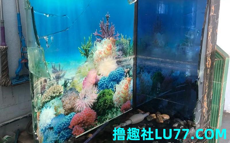 梦见鱼缸被打烂