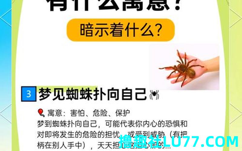 梦见蜘