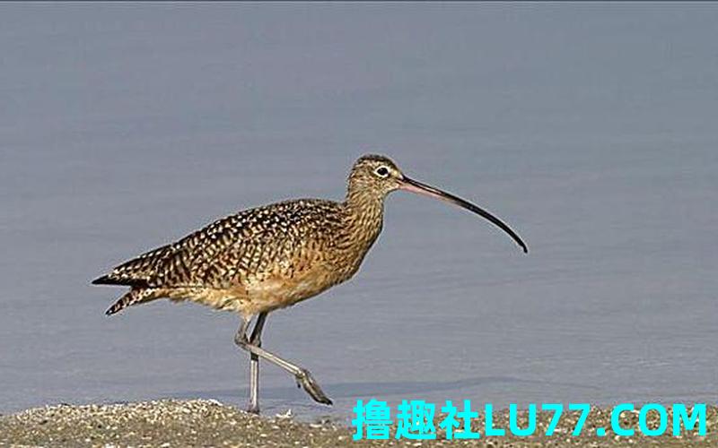 梦见长嘴巴鸟