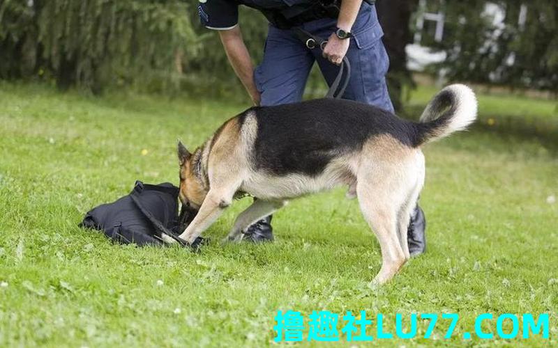梦见被警犬闻 梦见被警犬闻