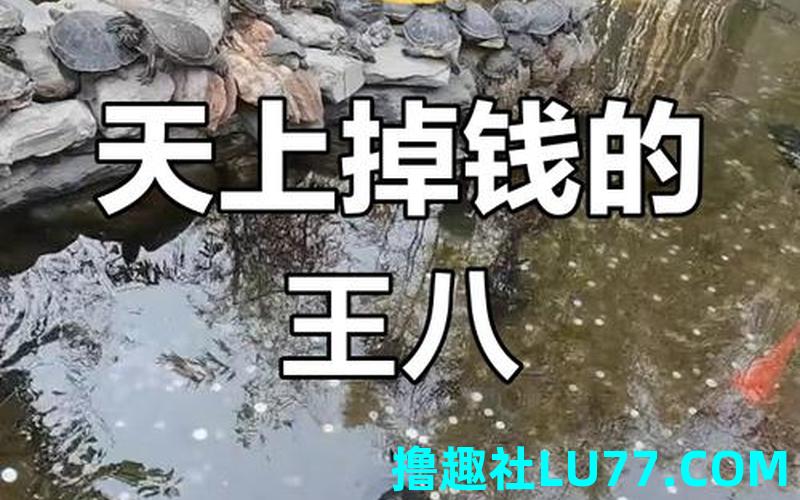 梦见打王八