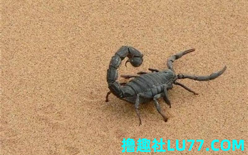梦见坐蝎子