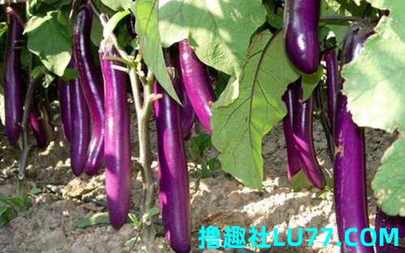 梦见茄子树是什么意思