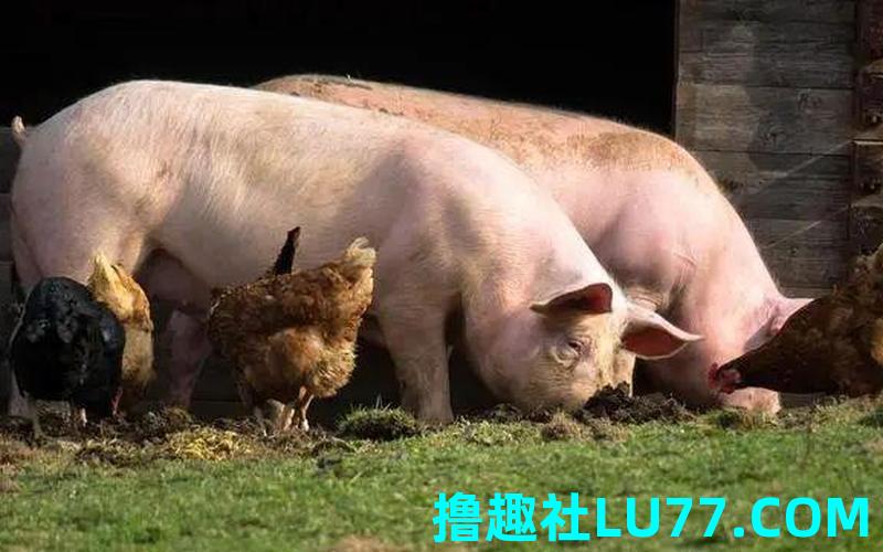 梦见猪攻击自己