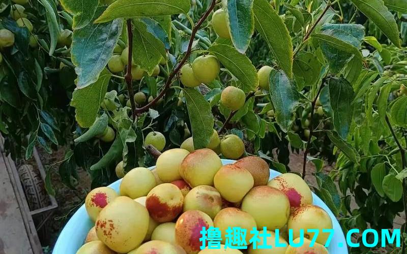 梦见偷吃枣子和摘枣子