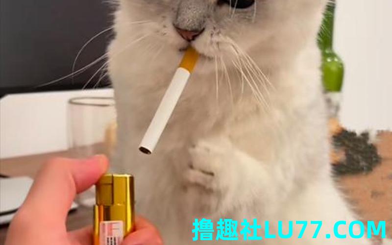 梦见猫吃烟