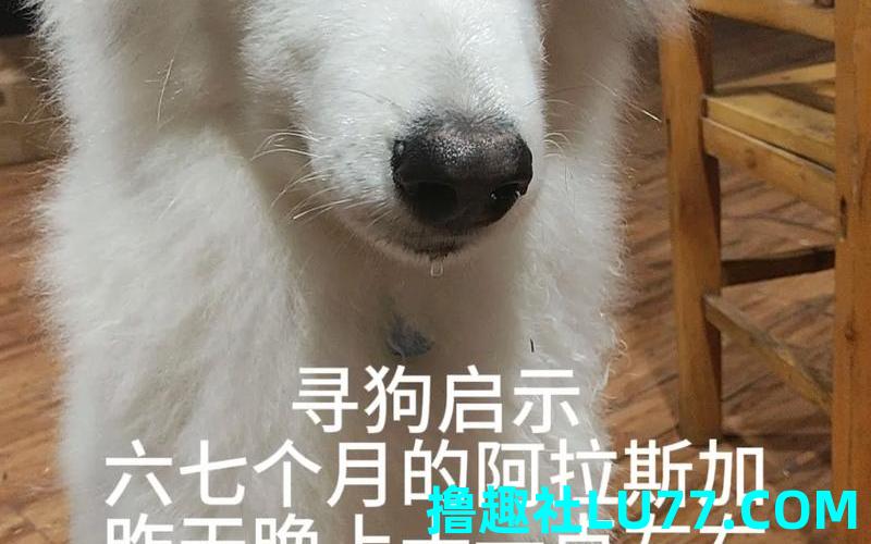 梦见捡了只小狗