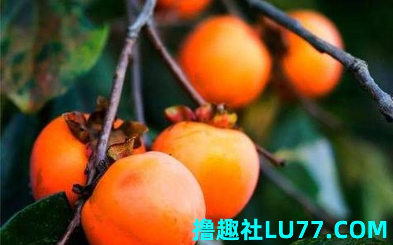 梦见梨子柿子 梦见梨子柿子