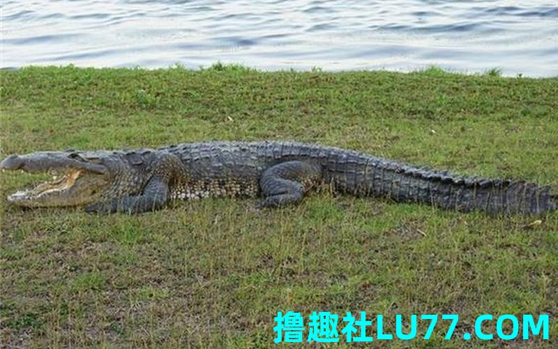 梦见鳄鱼在水里游 梦见鳄鱼在水里游