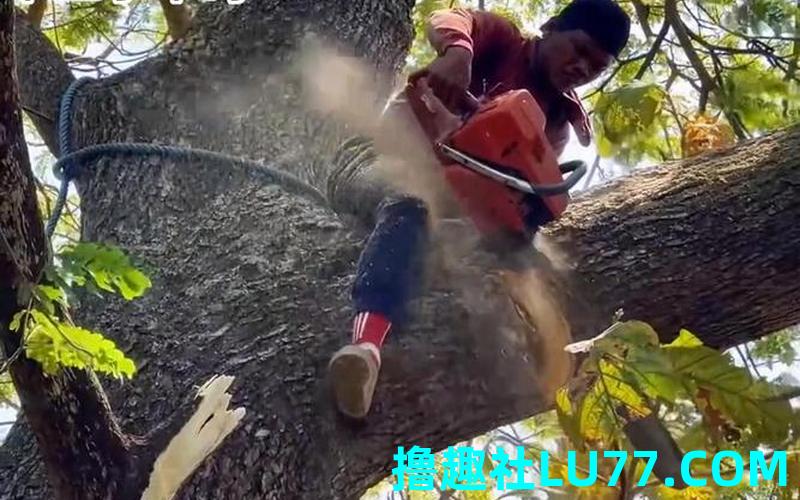 梦见锯树倒地 梦见锯树倒地