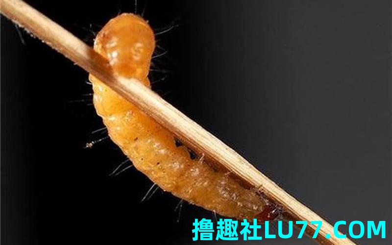 梦见好的蛆虫 梦见好的蛆虫