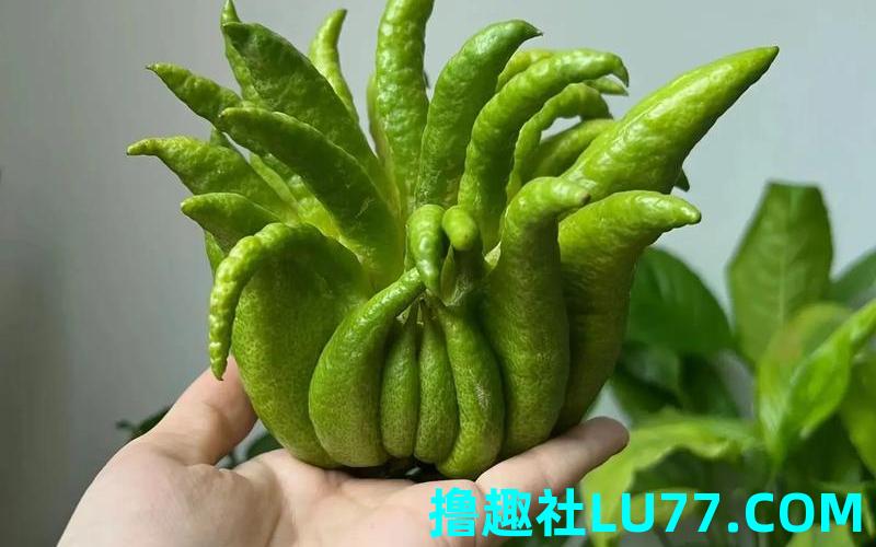 梦见吃佛果 梦见吃佛果