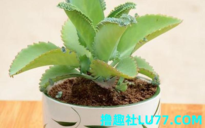 梦见树叶生根 梦见树叶生根