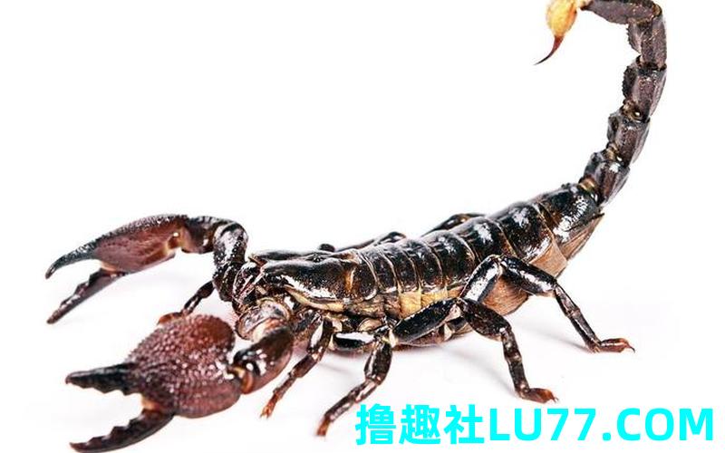 梦见蝎扎我