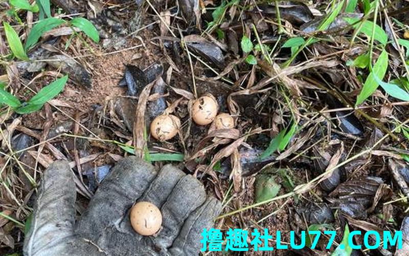 梦见蚂蚁蛋 梦见蚂蚁蛋