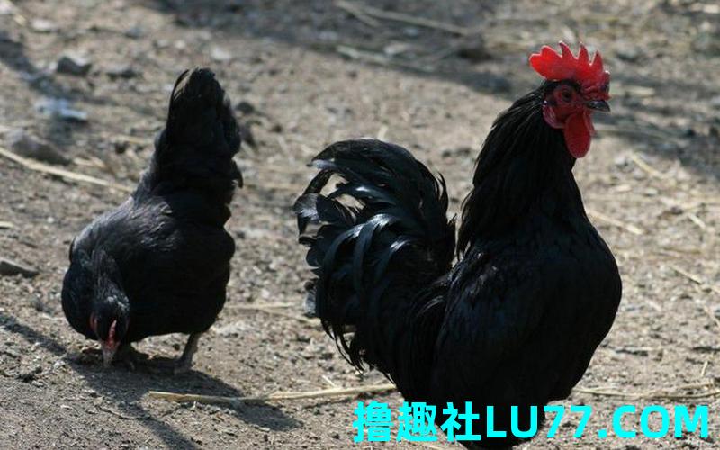 梦见黑色的大公鸡 梦见黑色的大公鸡
