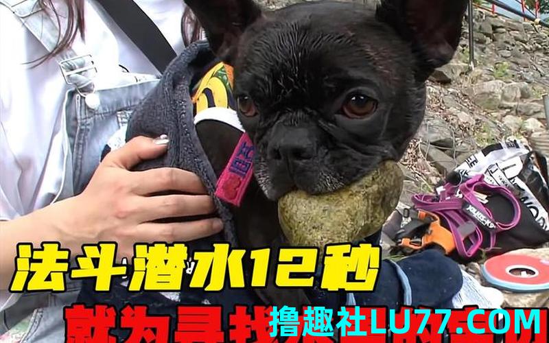 梦见用石头打狗 梦见用石头打狗