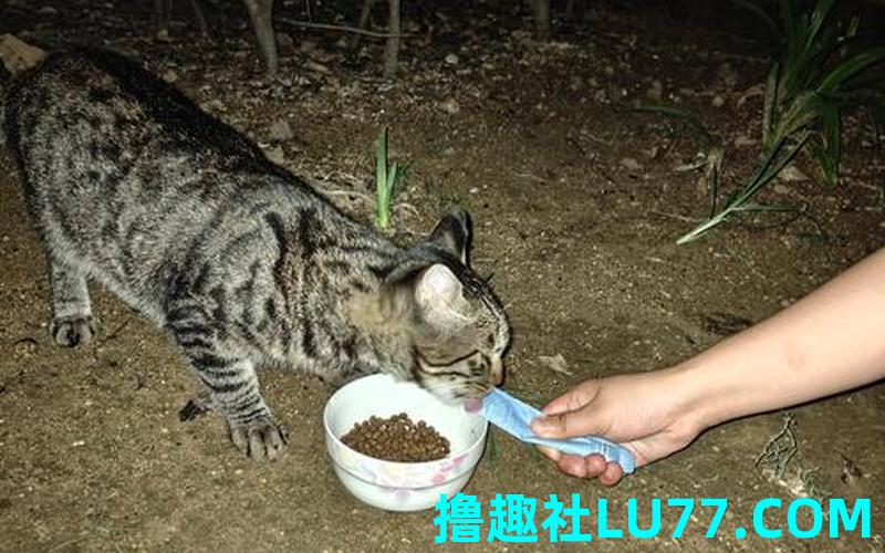 梦见给猫喂食物是什么意思 梦见给猫喂食物是什么意思