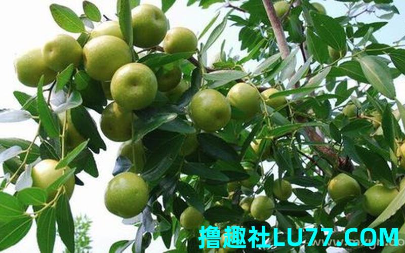 梦见枣树结满了红枣