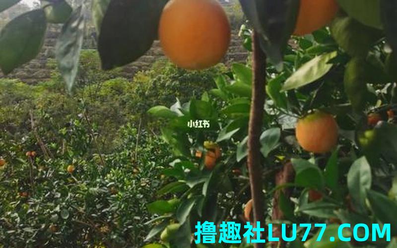 梦见种果子 梦见种果子