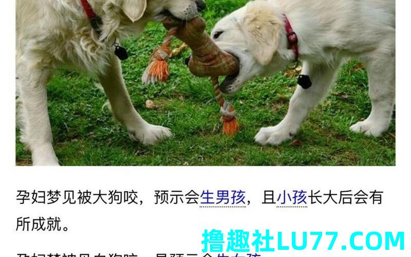 梦见给人狗