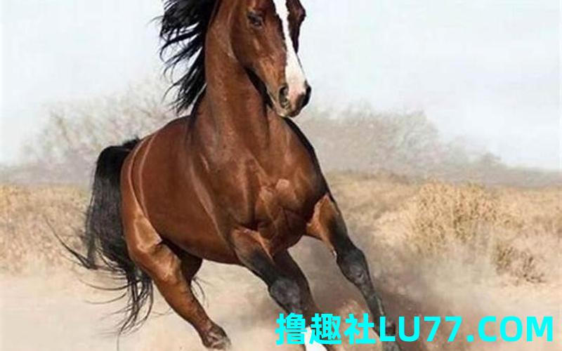 梦见马匹 梦见马匹