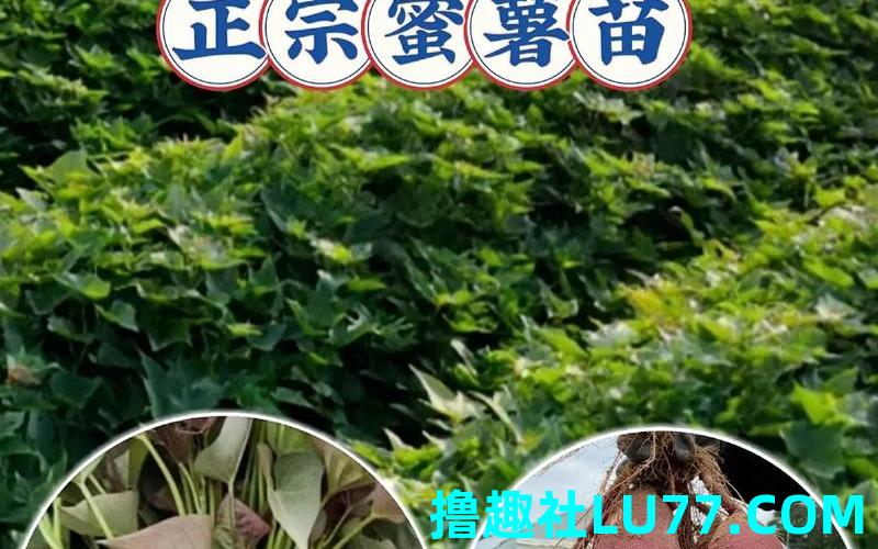 梦见种工薯苗